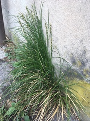 Carex divulsa