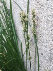 Carex divulsa