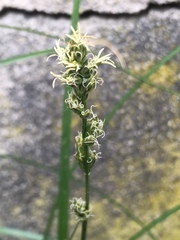 Carex divulsa