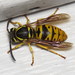 Eastern Yellowjacket - Photo (c) Nick Block, some rights reserved (CC BY)