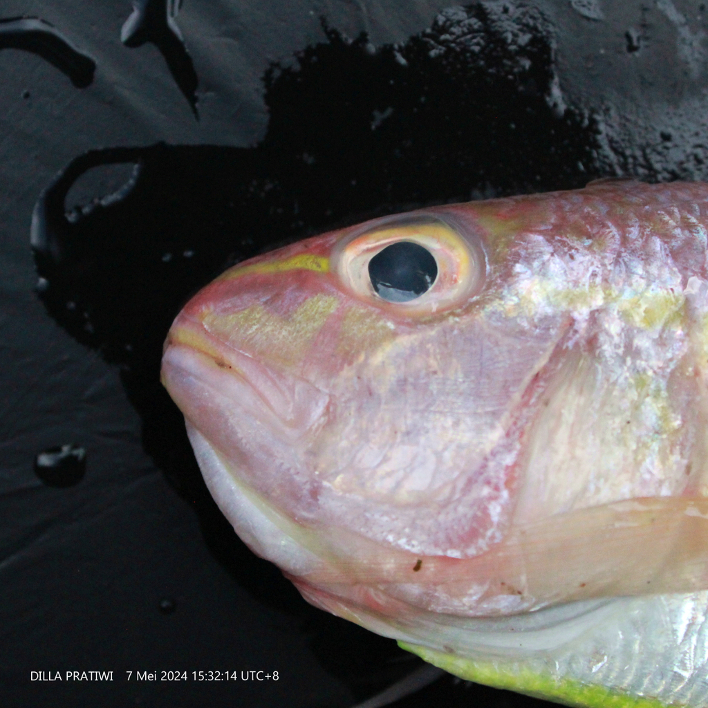 Fivelined threadfin bream (Nemipterus tambuloides) — Nemipteridae