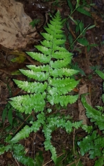 Microlepia obtusiloba