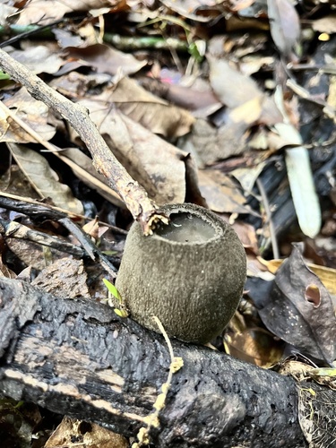 Trichaleurina tenuispora