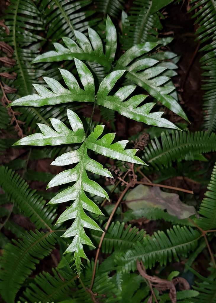 Semi-pinnated Brake