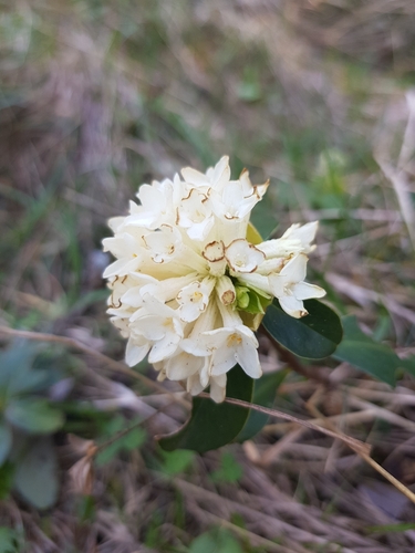 Daphne blagayana, photograph 4