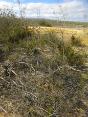 Leucadendron thymifolium