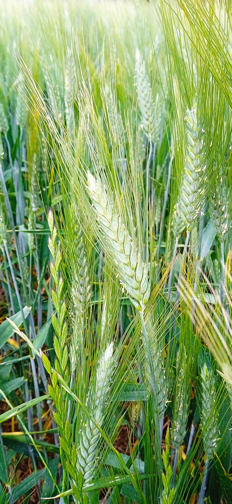 Triticum turgidum