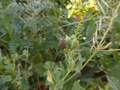 Eurydema