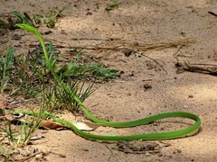Isabella Whipsnake photo 5