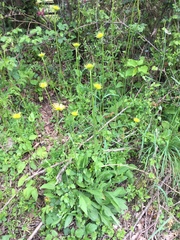 Doronicum pardalianches