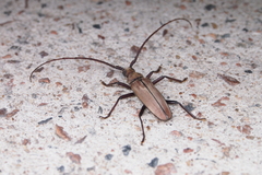 Aegolipton marginale