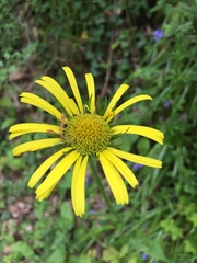 Doronicum pardalianches