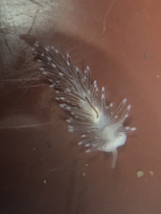 Cuthona divae