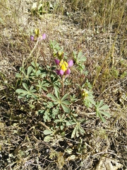 Lupinus stiversii