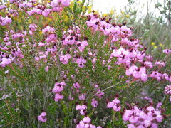 Erica umbellata