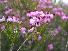 Erica umbellata