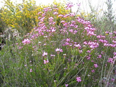 Erica umbellata