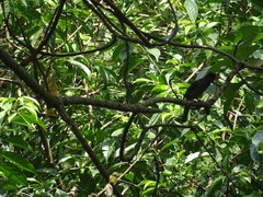 Hypsipetes ganeesa