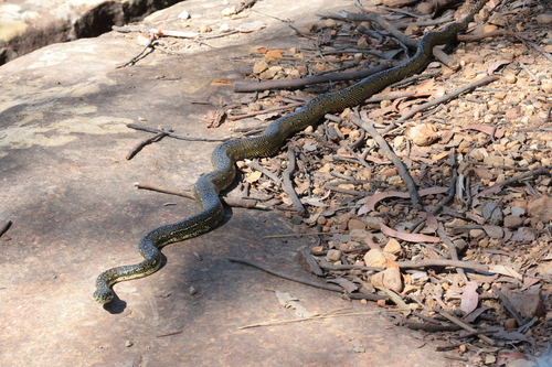 Diamond Python sighting