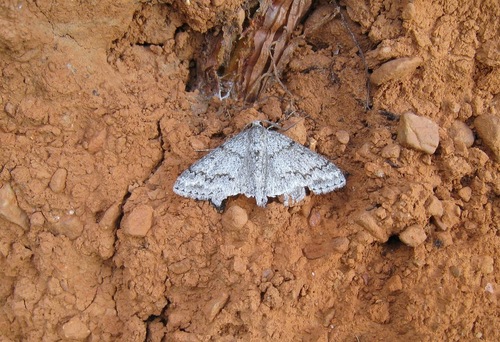 Jersey Emerald