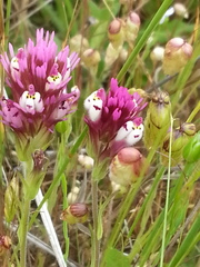 Castilleja densiflora densiflora