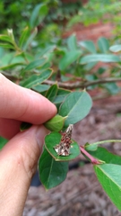 Striglocyrbasia meguae