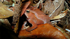 Rhinella hoogmoedi