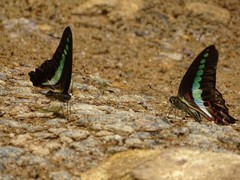 Graphium teredon