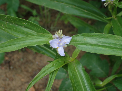 Zigzag Spiderwort (Tradescantia subaspera) · iNaturalist