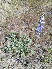 Lupinus grayi