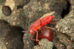 Dysdercus evanescens