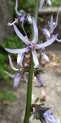Petromarula pinnata