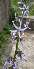 Petromarula pinnata