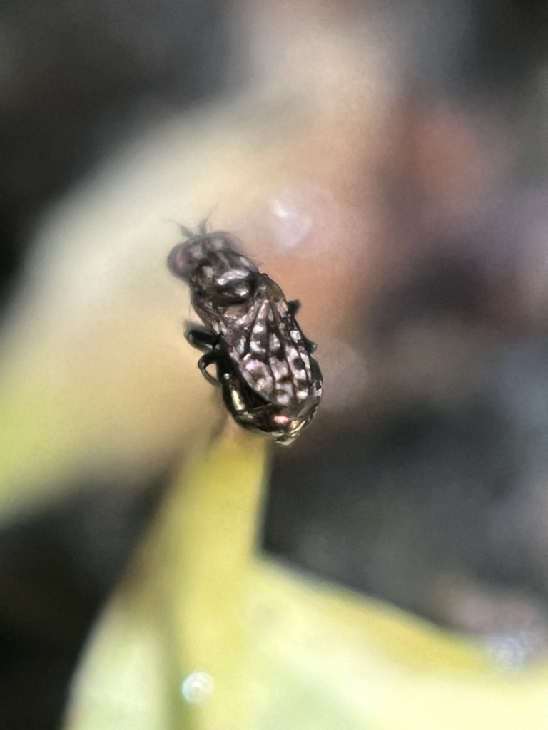 Limnellia fallax