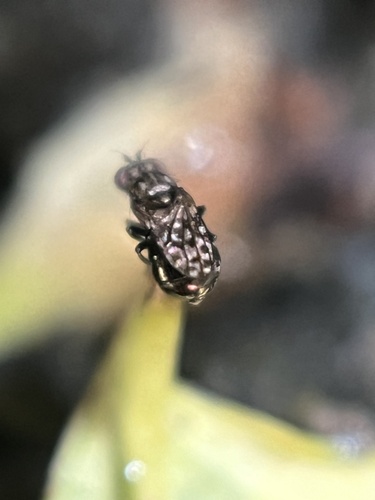 Limnellia fallax
