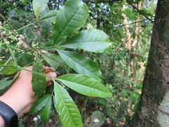 Melicope pteleifolia