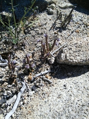 Phacelia quickii