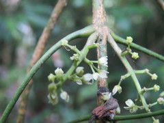 Melicope pteleifolia