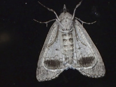 Smyriodes trigramma
