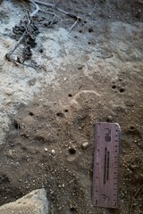 Vermileonomorpha