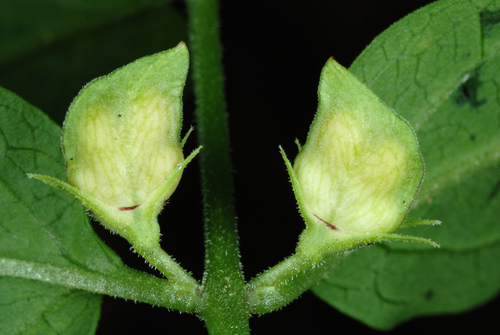 Narrowleaf cowwheat (Melampyrum lineare)