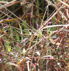 Persicaria decipiens
