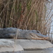 Alligator sinensis - Photo (c) kyosapir,  זכויות יוצרים חלקיות (CC BY-NC)