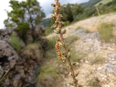 Eupithecia zygadeniata