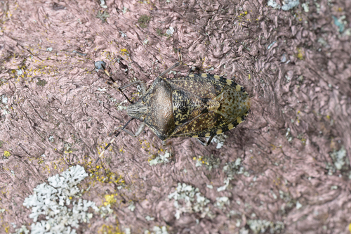 Rhaphigaster nebulosa