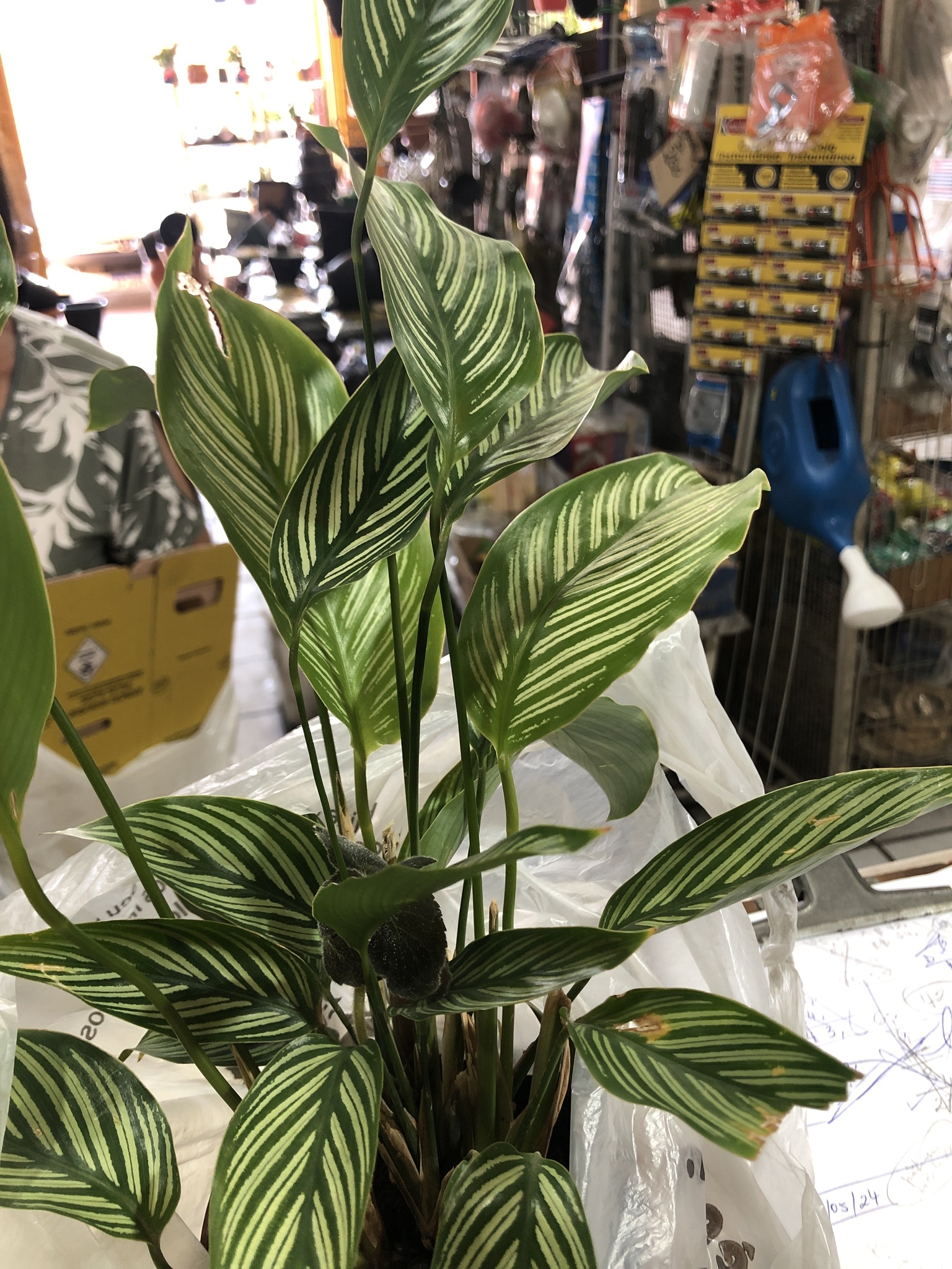 Imagem de Maranta-zebrada