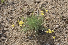 Lomatium bicolor