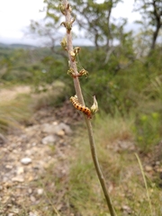 Eupithecia zygadeniata