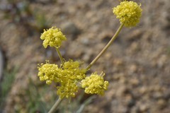 Lomatium bicolor