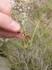 Eupithecia zygadeniata